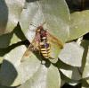Cimbex quadrimaculatus